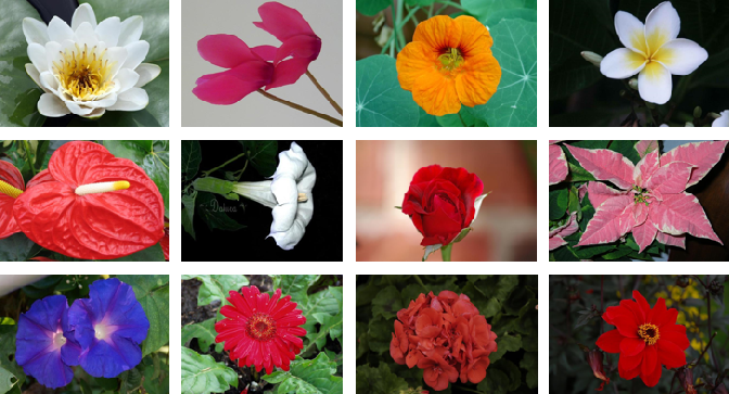 Flower Recognition Using CNN